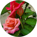 Nancy Rosales profile picture